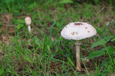 doğada zemin çim seçin odak alan sığ derinliği ile güzel mantar.