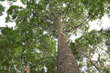 Orman, beyaz arka plan üzerinde alt görünümü içinde güzel ağaç dal yaprak