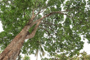 Orman, beyaz arka plan üzerinde alt görünümü içinde güzel ağaç dal yaprak