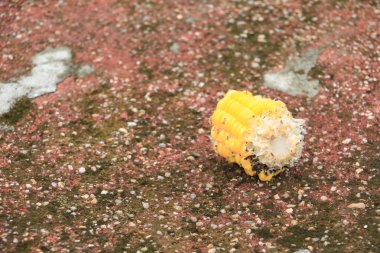 Mısır ile kemirilmiş karınca patika üzerinde terk etti