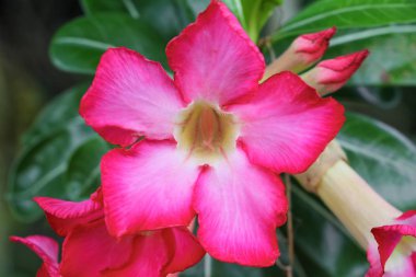 Desert Rose tropikal Çiçek bahçe içinde güzel pembe adenium