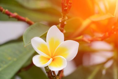 Plumeria çöl gül beyaz çiçek güzel günbatımı hafif sesi ile ağaç üzerinde