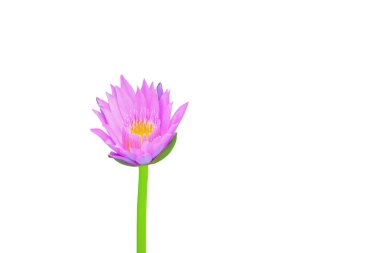 Lotus çiçeği veya lilly beyaz arka plan ve kırpma yolu üzerinde kırpma yoluyla güzel izole pembe