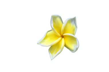 Plumeria çiçek sarı beyaz arka plan ve kırpma yolu (ortak adı pocynaceae, Frangipani, Pagoda ağaç, tapınak ağaç izole )