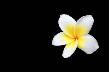 Plumeria çiçek sarı siyah arka plan ve kırpma yolu (ortak adı pocynaceae, Frangipani, Pagoda ağaç, tapınak ağaç izole )
