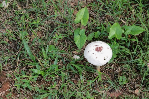 doğada zemin çim seçin odak alan sığ derinliği ile güzel mantar.