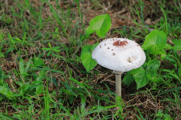 doğada zemin çim seçin odak alan sığ derinliği ile güzel mantar.