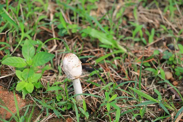 doğada zemin çim seçin odak alan sığ derinliği ile güzel mantar.