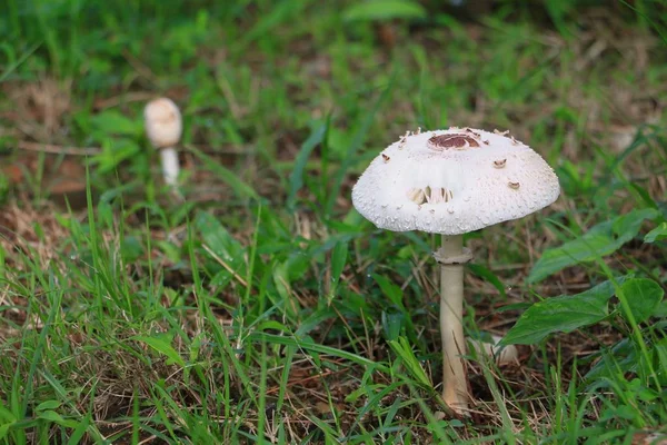 doğada zemin çim seçin odak alan sığ derinliği ile güzel mantar.