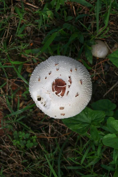 Cogumelo Natureza Bonito Chão Grama Selecionar Foco Com Profundidade Rasa — Fotografia de Stock