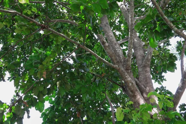 Branche Feuille Arbre Belle Dans Forêt Vue Bas Sur Fond — Photo