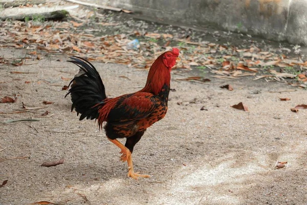 Olhar Frango Encontrar Comida Chão — Fotografia de Stock