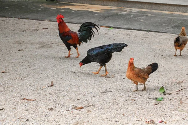 Ayam Terlihat Menemukan Makanan Tanah — Stok Foto