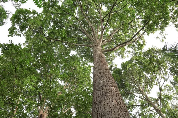 Orman, beyaz arka plan üzerinde alt görünümü içinde güzel ağaç dal yaprak
