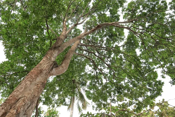 Orman, beyaz arka plan üzerinde alt görünümü içinde güzel ağaç dal yaprak