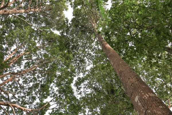 Orman, beyaz arka plan üzerinde alt görünümü içinde güzel ağaç dal yaprak