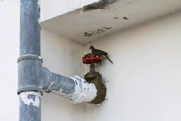 Tuyau Joint Plomberie Industrielle Eau Robinet Vieux Dans Mur — Photo