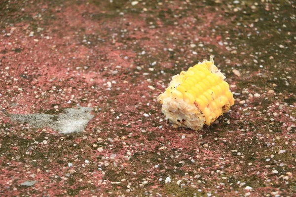 Mısır ile kemirilmiş karınca patika üzerinde terk etti