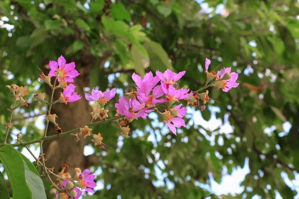 Mirto Corteza Rosada Lagerstroemia Speciosa Flor Jarul — Foto de Stock