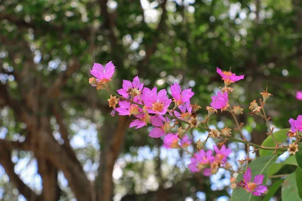 Pink Crape Myrtle Lagerstroemia Speciosa Jarul Flower — Stock Photo, Image