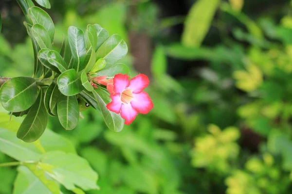 Desert Rose Tropikal Çiçek Bahçe Içinde Güzel Pembe Adenium — Stok fotoğraf