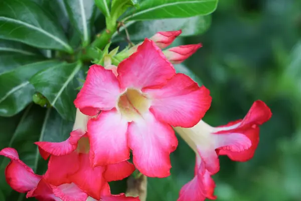 Desert Rose Tropical Flower Krásné Růžové Adenium Zahradě — Stock fotografie
