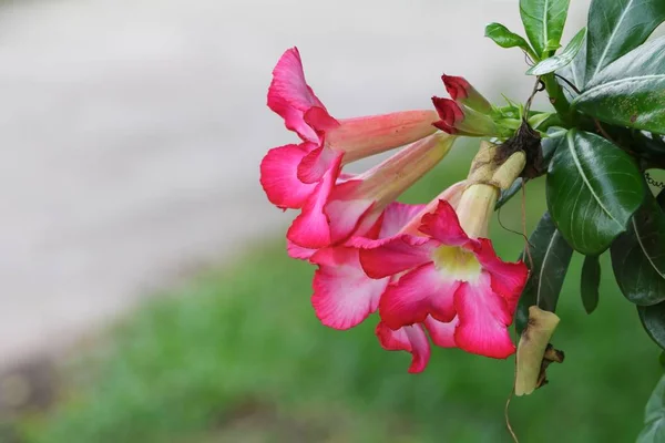 Desert Rose Flor Tropical Belo Adenium Rosa Jardim — Fotografia de Stock