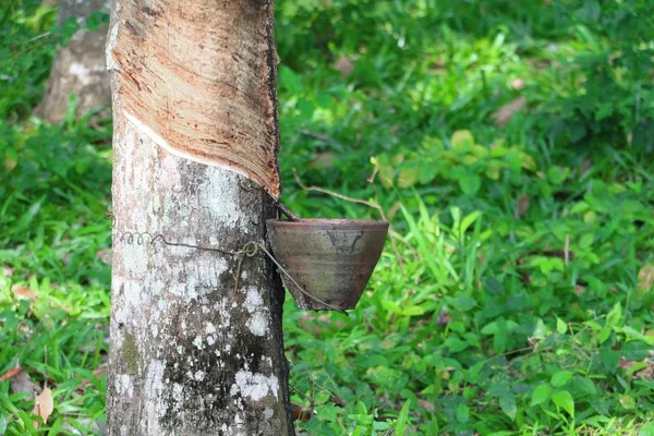 Árbol Goma Naturaleza Jardín — Foto de Stock