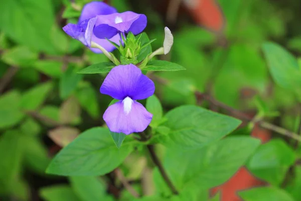 Purple Brazilian Snapdragon Beautiful Flower Select Focus Shallow Depth Field — Stock Photo, Image