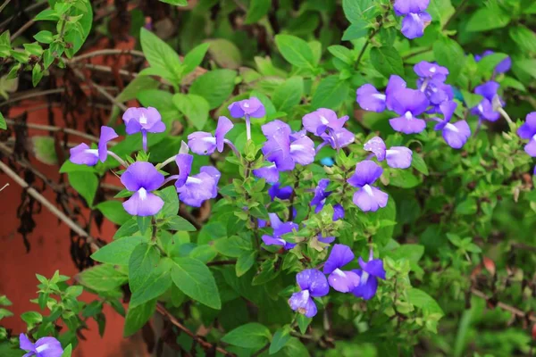 Snapdragon Brasileiro Roxo Lindo Foco Select Com Profundidade Campo Otacanthus — Fotografia de Stock