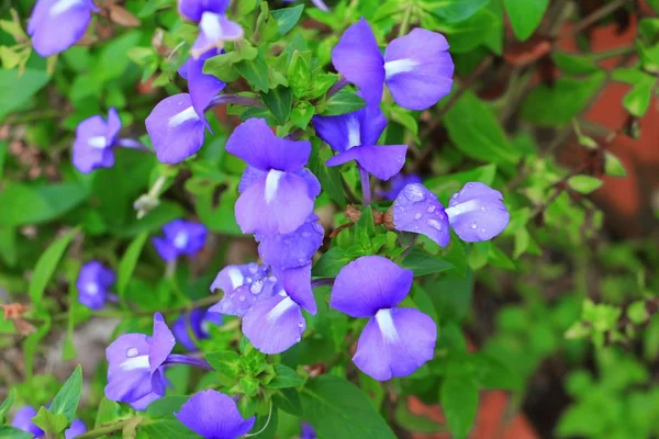 Snapdragon Brasileiro Roxo Linda Flor Gota Foco Select Água Com — Fotografia de Stock