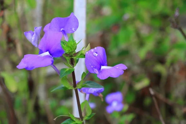 Lila Brasilianska Snapdragon Vacker Blomma Och Droppe Vatten Välj Fokus — Stockfoto