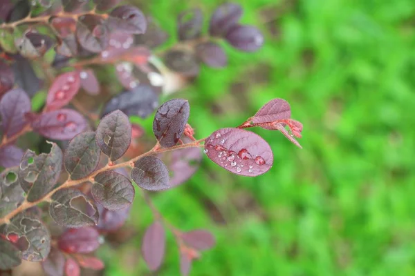 Su damla doğa seçin odak alan sığ derinliği ile güzel yapraklarda