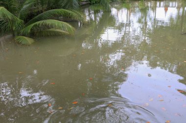 ağaç gölge refleks nehir güzel doğa