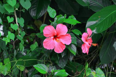 Hibiscus çiçek kırmızı ağaçta güzel yakın çekim