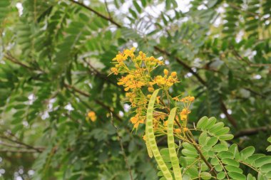 Orman, gökyüzü arka plan üzerinde alt görünümü içinde güzel ağaç dal yaprak