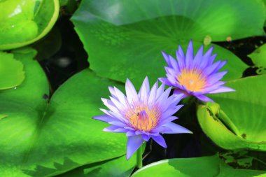 Lotus çiçek ya da su lilly mor güzel doğa