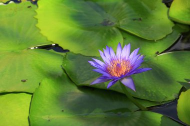 Lotus çiçek ya da su lilly mor güzel doğa