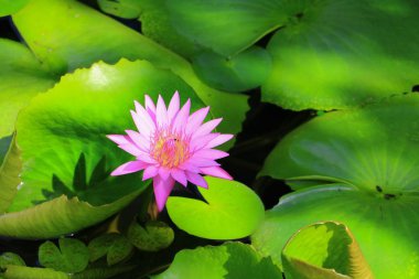 Lotus çiçek ya da su lilly pembe güzel doğa