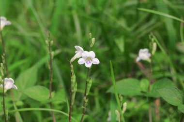 çimenlerin üzerinde küçük beyaz çiçek çiçeklenme