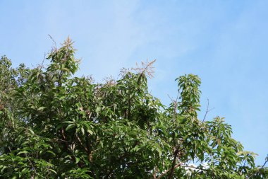 ormandaki alt görünümü gökyüzü arka plan üzerinde güzel mango dal yaprak
