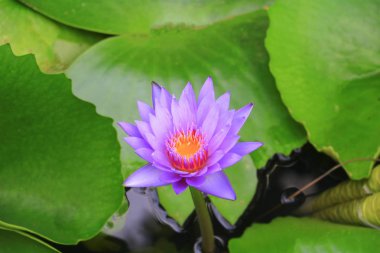 Lotus çiçek ya da su lilly mor güzel doğa