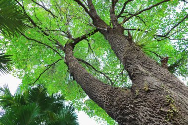 Orman, beyaz arka plan üzerinde alt görünümü içinde güzel ağaç dal yaprak
