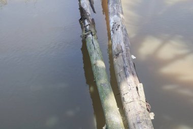 Closeup nehir ağacı