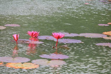 Lotus lilly pembe su güzel