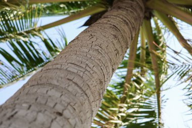 güzel avuç içi Hindistan cevizi ağacı alttan görünüm