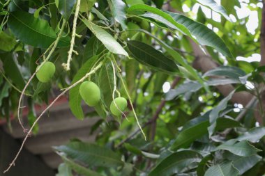 Mango grup kopya alanı ile