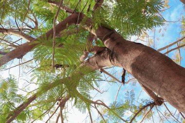 dal ve yaprak beyaz arka plan, alt görünümü üzerinde orman içinde güzel ağaç