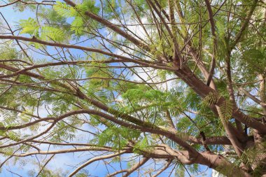 dal ve yaprak beyaz arka plan, alt görünümü üzerinde orman içinde güzel ağaç