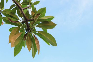 gökyüzü arka plan üzerinde orman içinde güzel ağaç dal yaprak